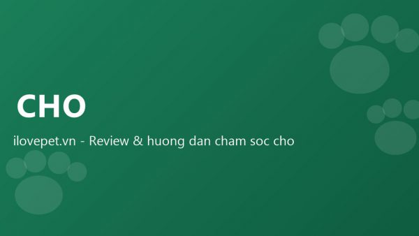Nên Nuôi Mèo Hay Chó? So Sánh Toàn Diện Cho Người Mới 2026